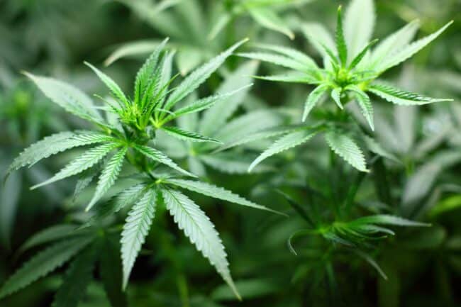 Cannabis legale, la legge approda alla Camera: sanzioni minori e 4 piantine coltivabili in casa