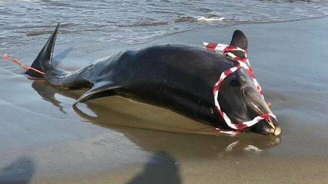 Tragico ritrovamento sulle coste siciliane, bagnate avvista delfino: niente da fare per l’animale