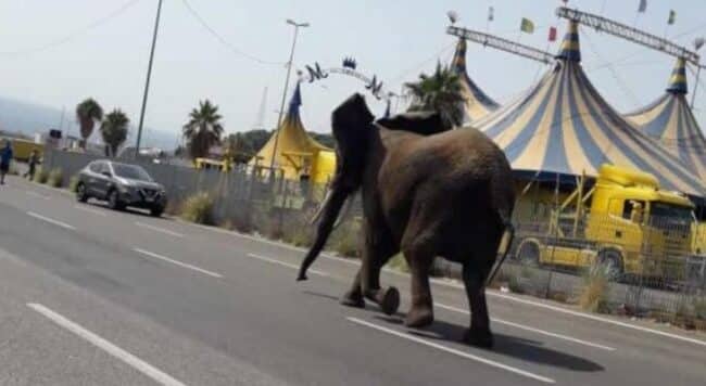 Elefante nei pressi dello stadio, indisturbato a spasso per la città: è fuggito dal circo