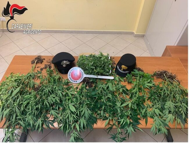 Coppia “stupefacente” tenuta d’occhio dai carabinieri: casa trasformata in serra, arrestati