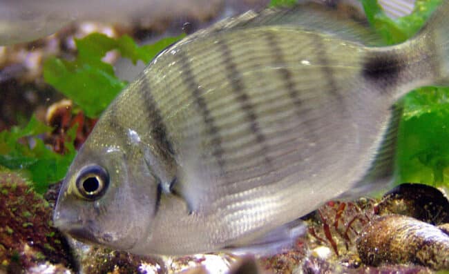 Sarago che in cottura diventa di “gomma”: una specie aliena minaccia il mar Mediterraneo