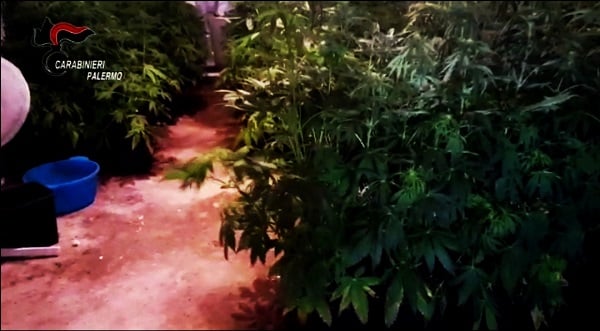 Scoperta serra per la coltivazione di cannabis con centinaia di piante: un 30enne in manette