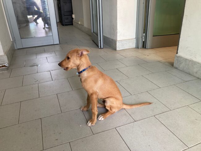 Cucciolo di cane si smarrisce a Catania fuggendo dagli incendi, la polizia: “Aiutateci a trovare i proprietari”