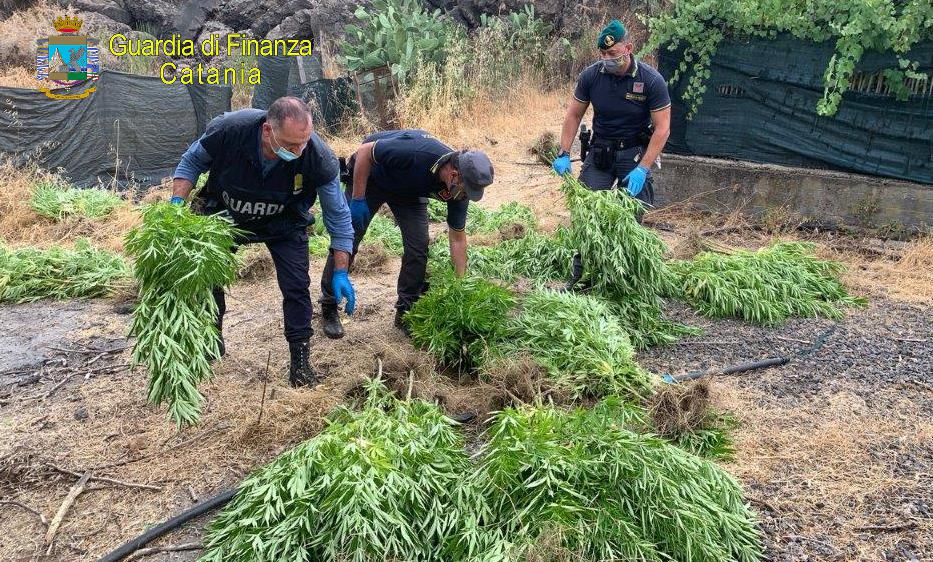 Scoperta nel Catanese azienda agricola “del crimine”: mercato della droga gestito da due fratelli