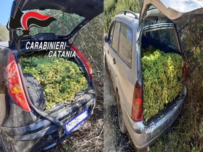 Rubano uva pregiata in quantità da azienda agricola, ma vengono sorpresi dai carabinieri: refurtiva recuperata