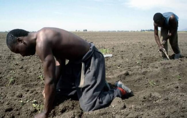 Camara muore nei campi: la Puglia vieta di lavorare dalle 12 alle 16, Usb chiede lo stesso in Sicilia