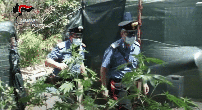 Tre uomini sorpresi mentre irrigavano una piantagione di cannabis: tutti ai domiciliari – VIDEO