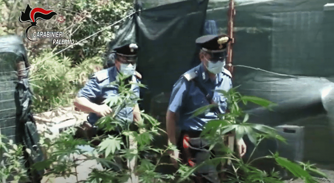 Tre uomini sorpresi mentre irrigavano una piantagione di cannabis: tutti ai domiciliari – VIDEO