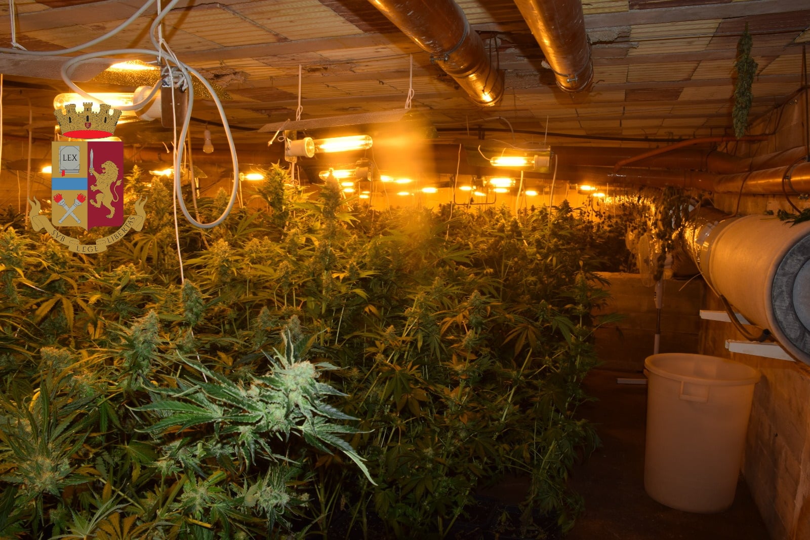 Scovata maxi coltivazione di marijuana, 891 piante dal valore di 200mila euro: arrestato giovane