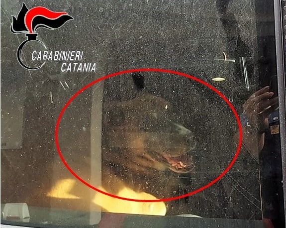 Dramma a Catania, cane chiuso in auto sotto il sole cocente: denunciato il proprietario