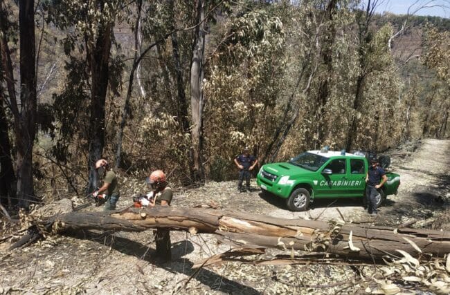 Incendi in Sicilia, arrivati 25 forestali dell’Arma sull’isola: ad oggi arrestate 20 persone, i dettagli
