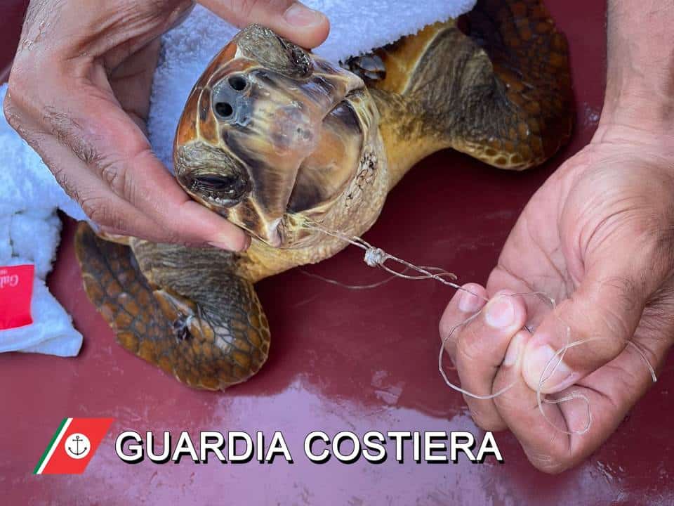 Ingerisce ami e lenza, tartaruga marina salvata nel Catanese