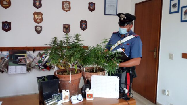 Sorvegliato speciale esce e coltiva canapa indiana: arrestato 32enne