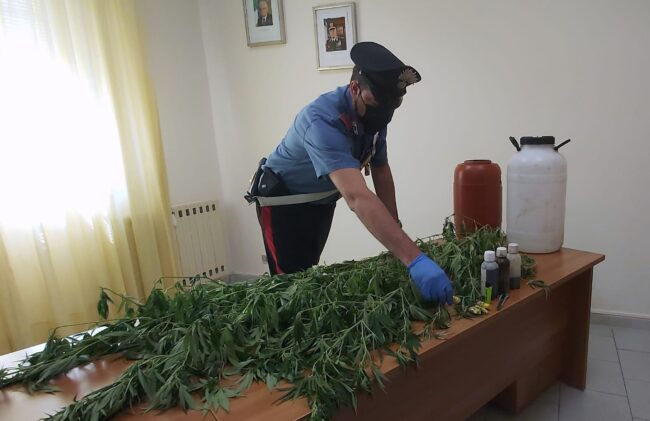 Piantagione di canapa indiana coltivata nel terreno del padre, nei guai tre giovani: scattano i domiciliari
