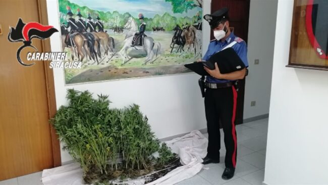 Serra “tecnologica” nei minimi dettagli, dentro le piante di marijuana crescevano rigogliose: 49enne nei guai