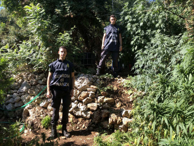 Marijuana nascosta in fondo agricolo, scoperte oltre 260 piante di canapa indica: denunciato 42enne
