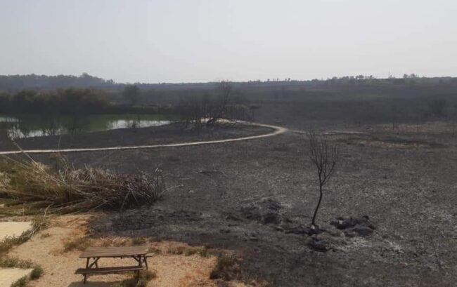 Incendio di Catania, le fiamme hanno distrutto l’Oasi del Simeto: “Tutto arso, colpo durissimo per biodiversità”