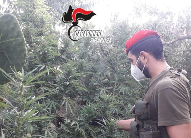 Arrestato “agricoltore” con florida piantagione di canapa indiana, percepiva anche il Reddito di Cittadinanza