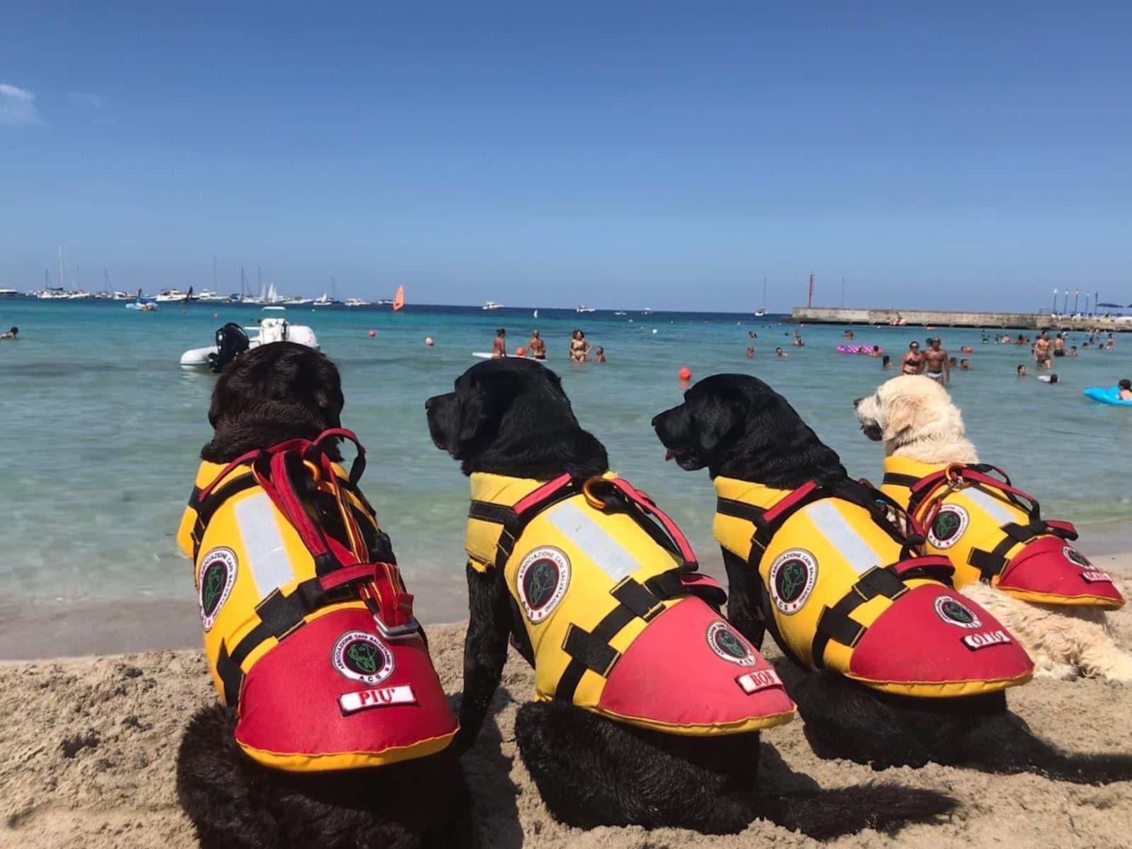 Spiagge libere a Catania, cani addestrati in azione alla Playa per operazioni di salvataggio in mare