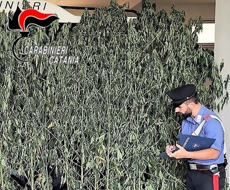 Acireale, sequestrata una piantagione di cannabis: insospettabile in manette