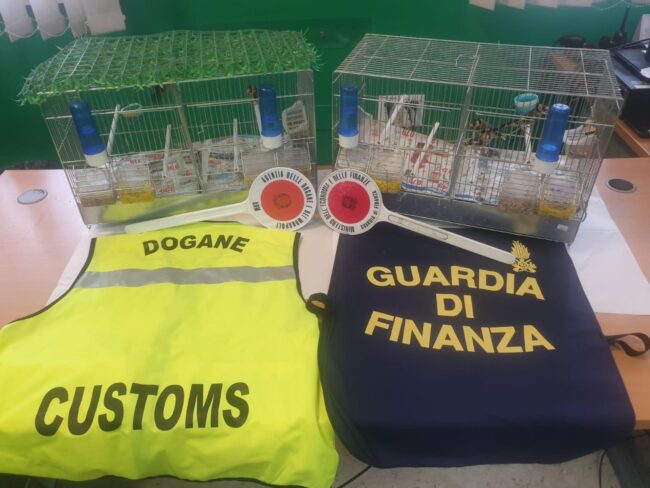 In auto con uccellini in gabbie, segnalato tunisino residente nel Ragusano: volatili sequestrati