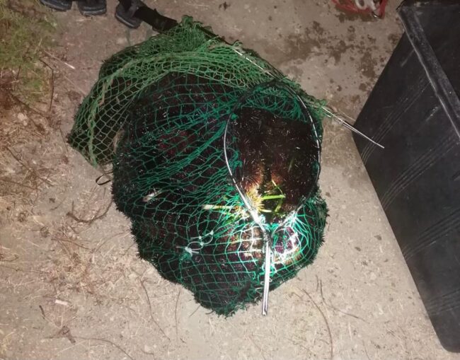 Blitz “in mare”, segnalazione anonima: 4 pescatori abusivi sorpresi a raccogliere ricci di mare