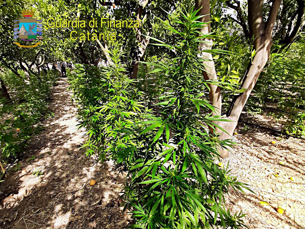 Scoperta nel Catanese maxi piantagione di marijuana tra alberi di arance e limoni: arrestato custode 27enne