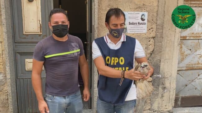 Rapace in difficoltà, poiana in salvo grazie a una segnalazione e alla Forestale – FOTO e VIDEO