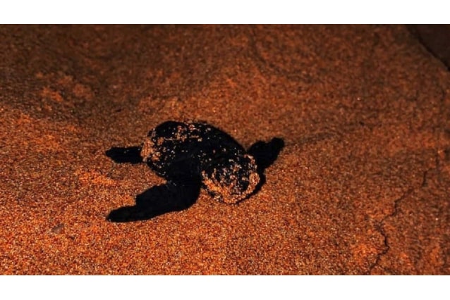 Oltre 50 tartarughine Caretta caretta nate nel Palermitano: nido recintato e zona sorvegliata