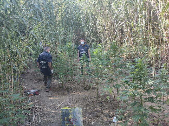 Piantagione di marijuana tra la vegetazione del santuario, maxi sequestro per circa 100 metri quadri