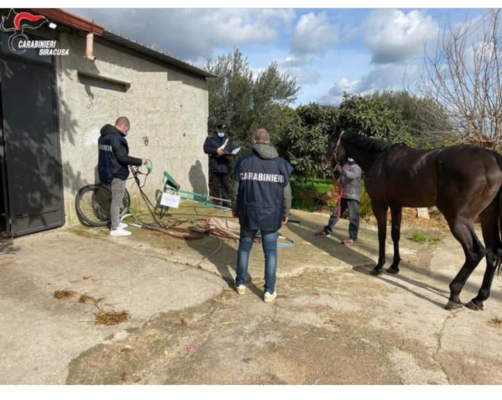 Corse clandestine di cavalli, denunce e sequestri per le strade siciliane: scooter seguivano gli animali