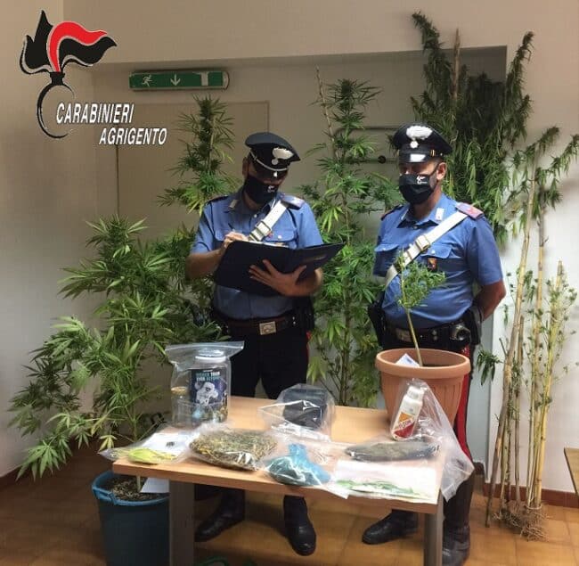 Coltivava diverse piante di cannabis, decisivo l’agguato dei carabinieri
