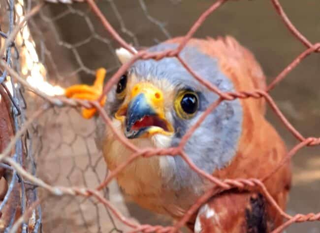 Gheppio ferito con colpi d’arma da fuoco, volatile recuperato da Federcaccia Catania: ecco come sta