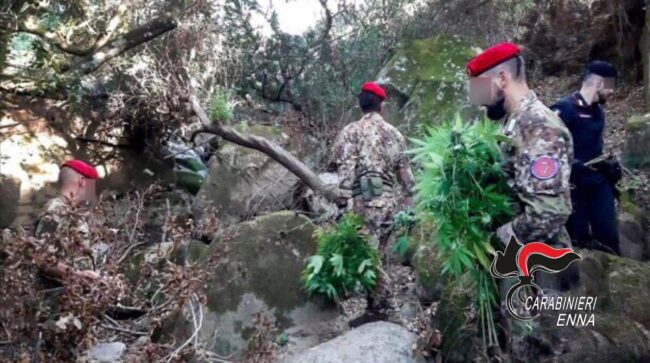 Catanese ricercato da due anni, innaffiava piante di marijuana a Enna: arrestato con un complice