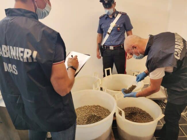 Capperi delle Eolie senza tracciabilità, il Nas sequestra oltre 13 tonnellate di prodotto: commercianti sanzionati