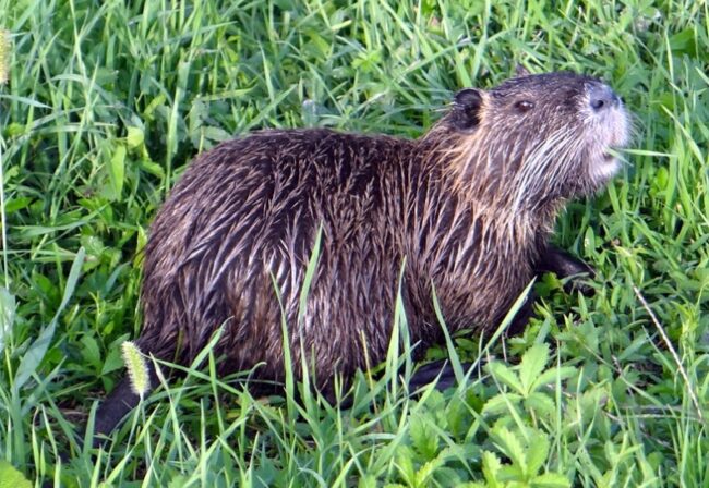 “Vuole la nutria nel tramezzino?”, così il barista preparava i panini con la carne dei roditori