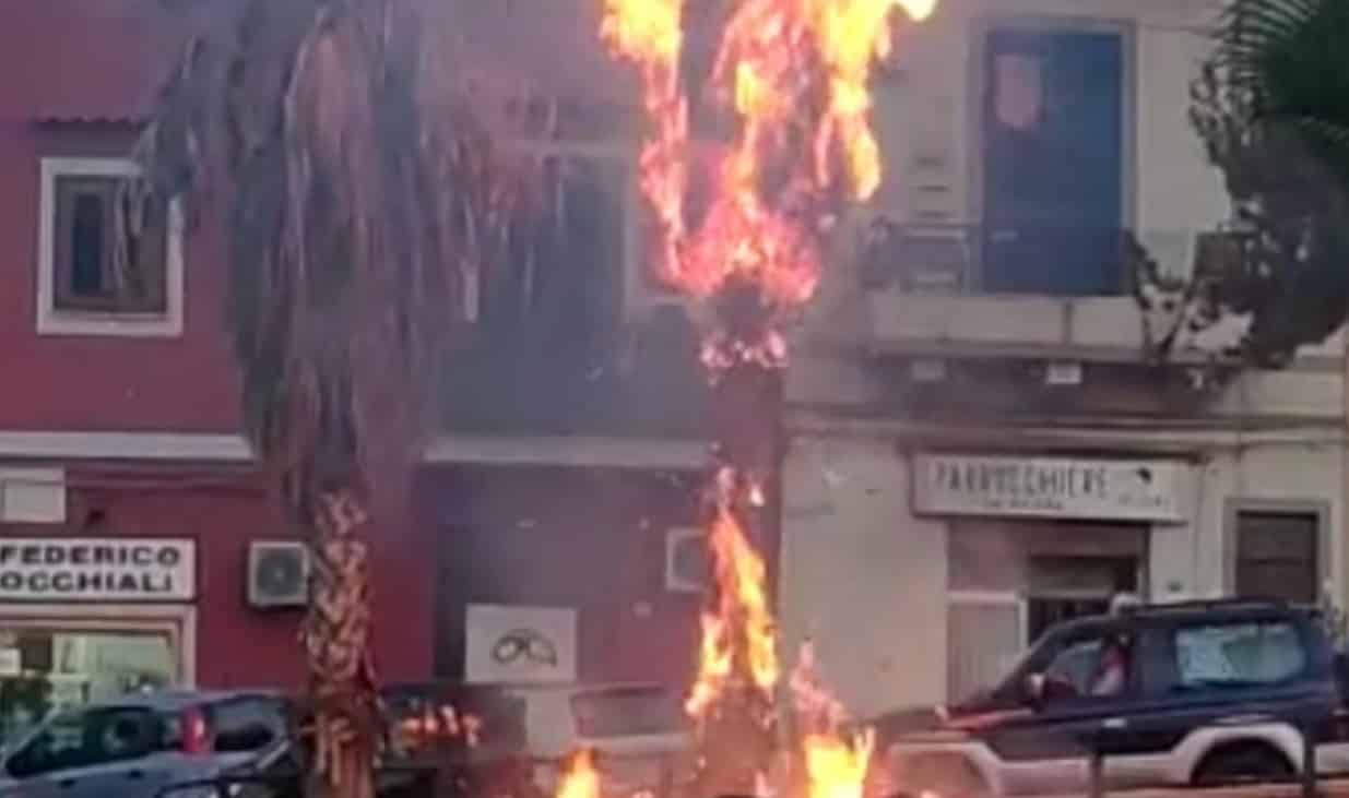 Paura in centro, palma in fiamme a causa di un petardo. L’ira del sindaco: “Presenterò denuncia”