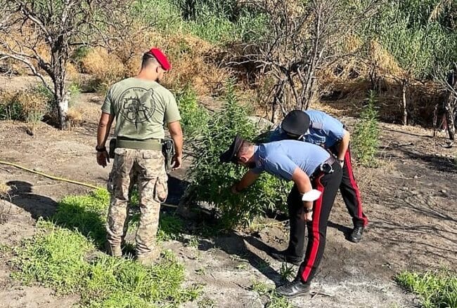 Fondo agricolo con coltivazione di cannabis “shunk”, due arresti nel Catanese