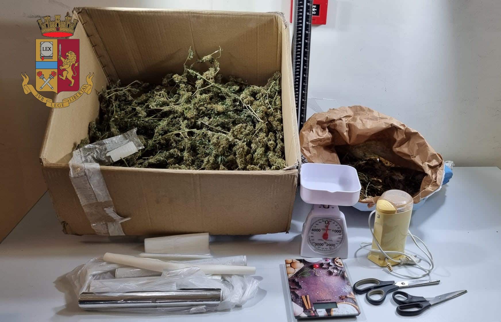 Teneva 2 chili di marijuana in casa e 21 piante di cannabis nel terreno, arrestato “giardiniere” stupefacente