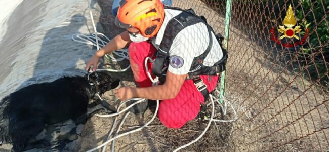 Cane cade all’interno di un invaso e rischia di annegare, salvataggio nel Catanese – Le FOTO