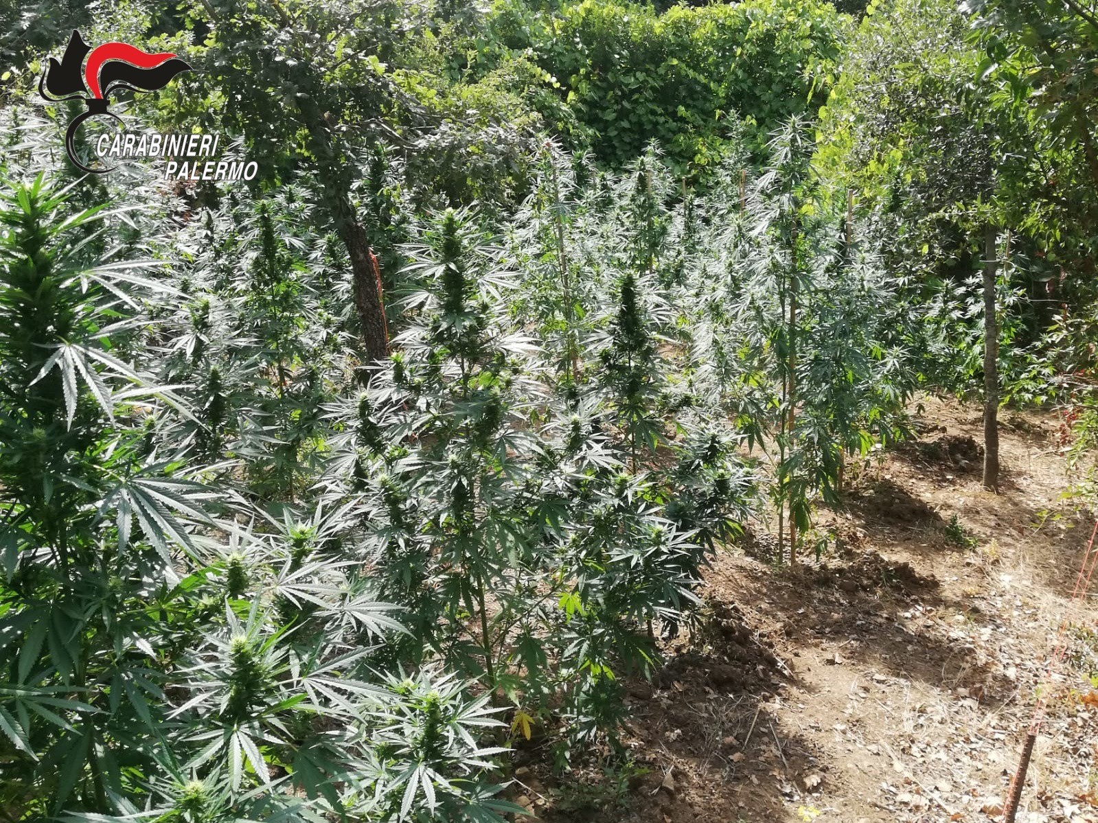 Coltiva cannabis in quantità in un’area boschiva, 66enne nei guai: scattano i domiciliari