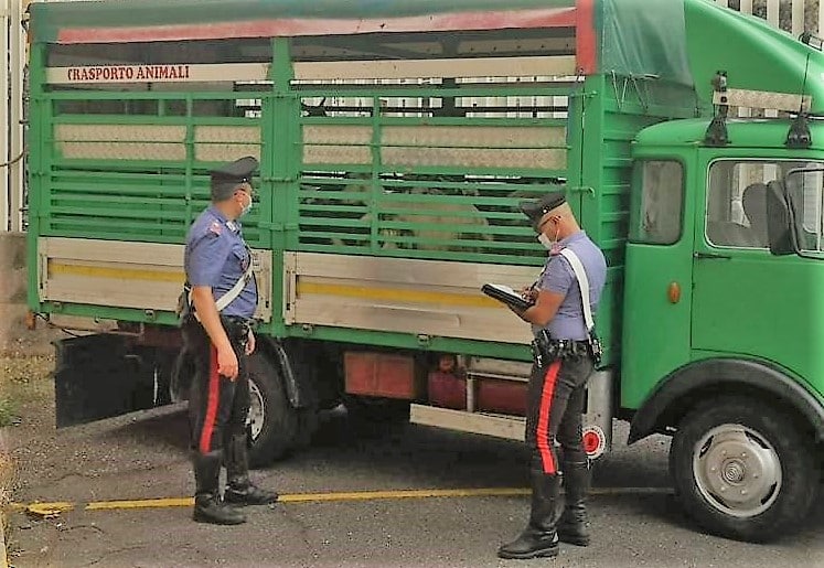 Intercettati e denunciati due razziatori di bestiame: animali e veicolo sequestrati