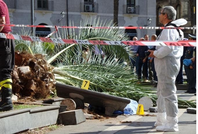 Omicidio Patrizia Scalora, assolto dirigente comunale reputato responsabile per la prevenzione della palma che travolse la donna nel 2014