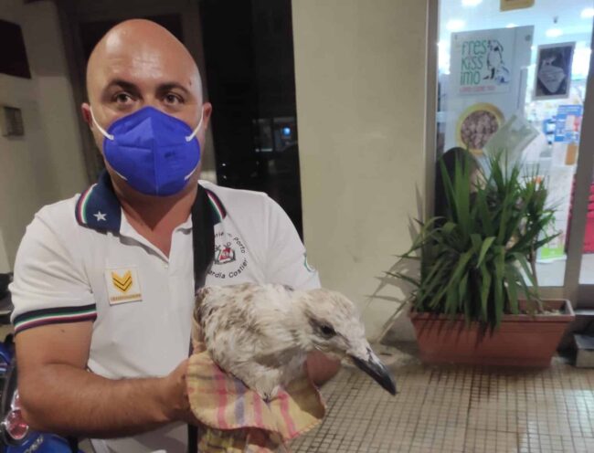 Gabbiano ferito, salvato dalla Guardia Costiera
