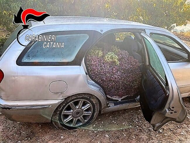 Prima rubano l’uva, poi l’abbandonano alla vista dei carabinieri: ladri “golosi” restano a bocca asciutta