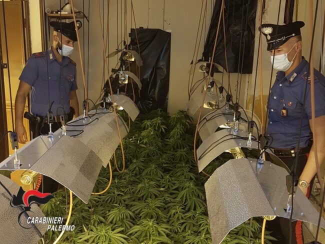 Serra indoor da 260 esemplari di cannabis scoperta, arrestato 25enne