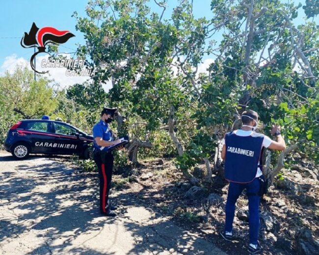 A Bronte maturano i pistacchi e arrivano i carabinieri: trovati 35 lavoratori in nero e un’impresa abusiva