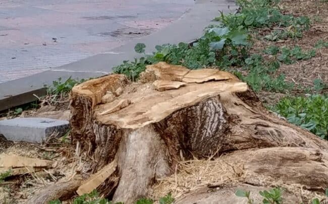 Potature alberi nel quartiere Borgo Sanzio, i cittadini non ci stanno: l’azione del Comitato Vulcania