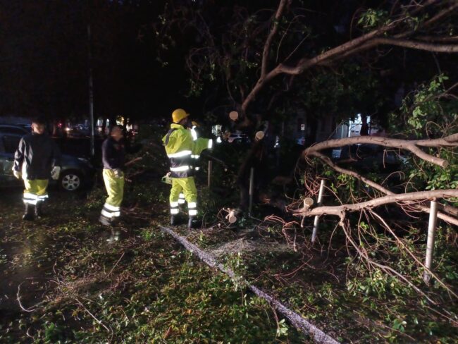 Terrore a Catania, albero crolla sulle auto a causa del maltempo: rimozione dei rami in corso – FOTO