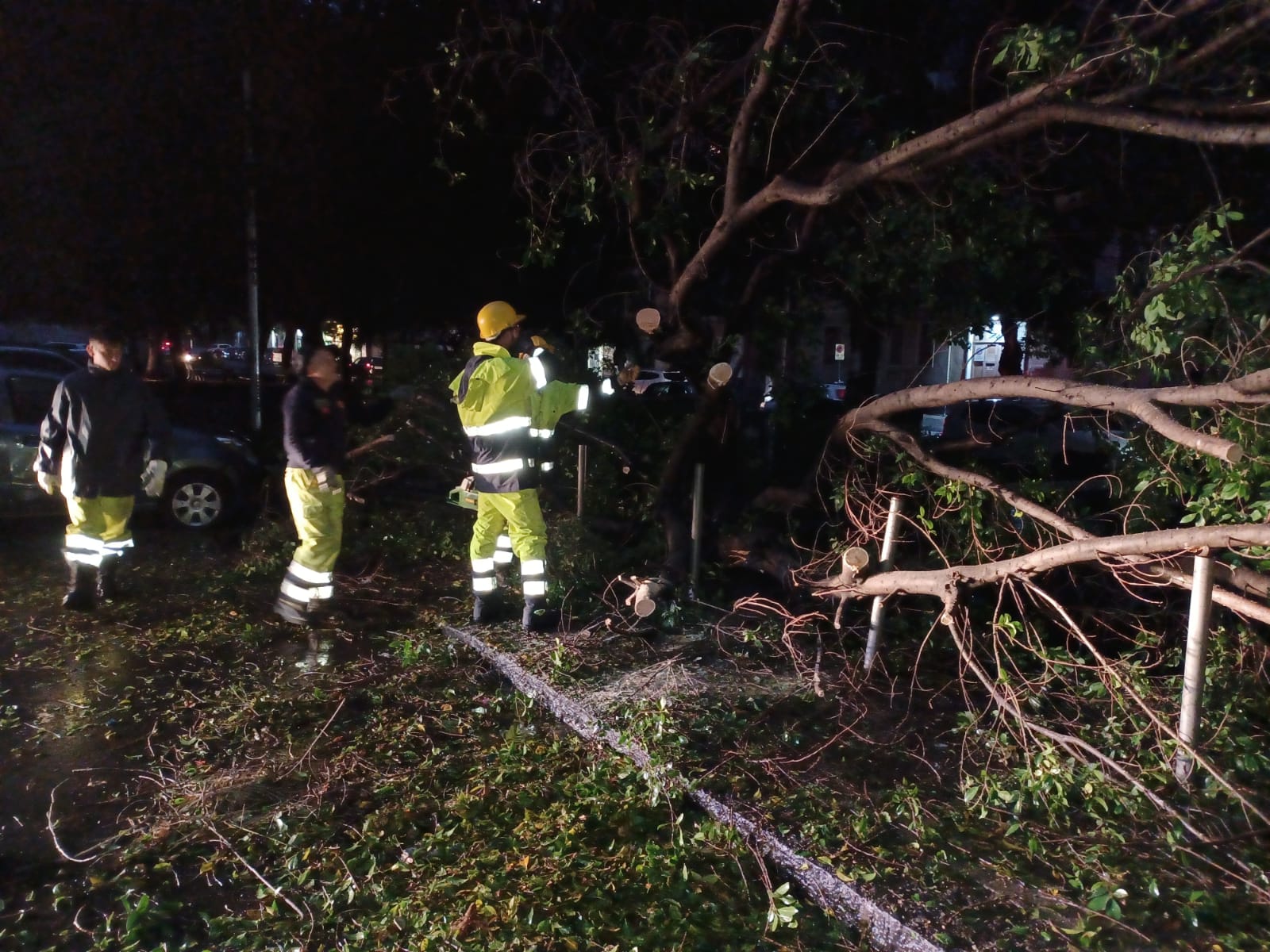 Terrore a Catania, albero crolla sulle auto a causa del maltempo: rimozione dei rami in corso – FOTO